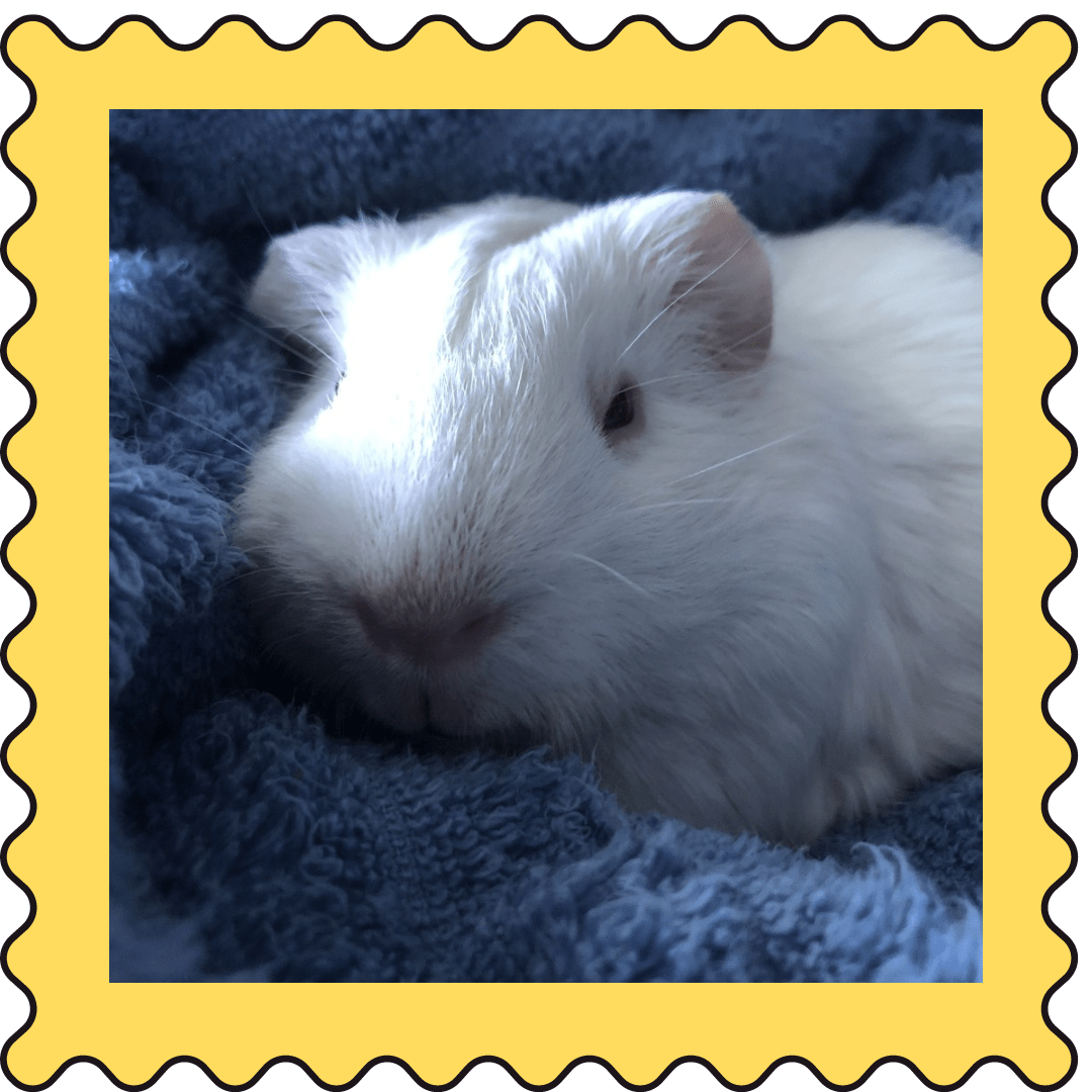 July 15, 2023 Weekly Cuties Small Pet Select