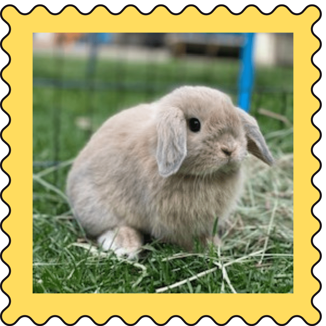 July 22, 2023 Weekly Cuties Small Pet Select