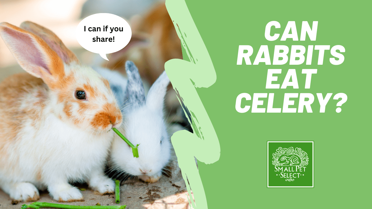Crunchy Conundrum Can Rabbits Eat Celery? Small Pet Select Blogs