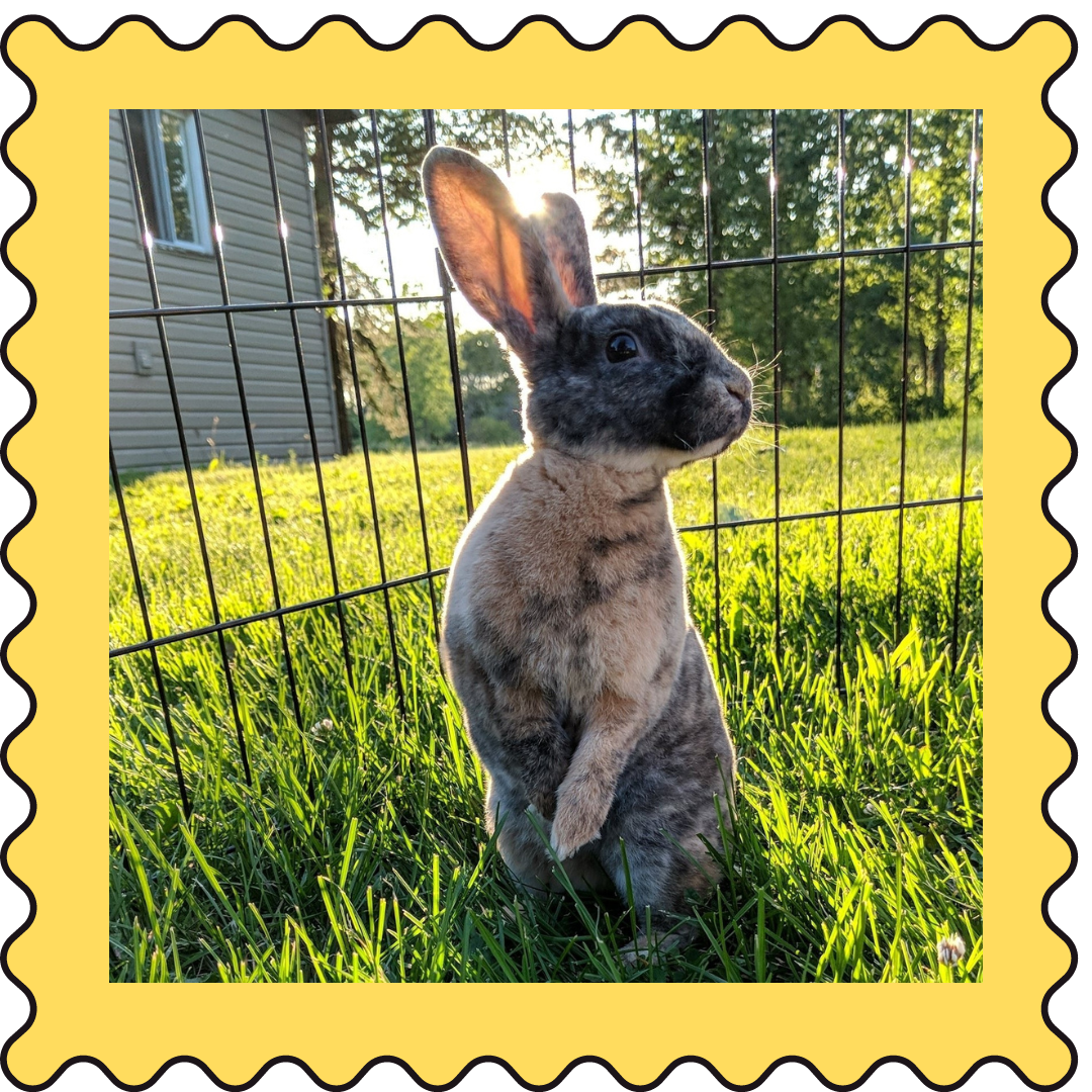 August 19, 2023 Weekly Cuties Small Pet Select