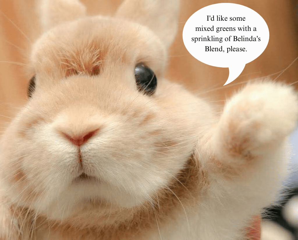 Can Rabbits Eat Spinach? Small Pet Select Blogs Small Pet Select