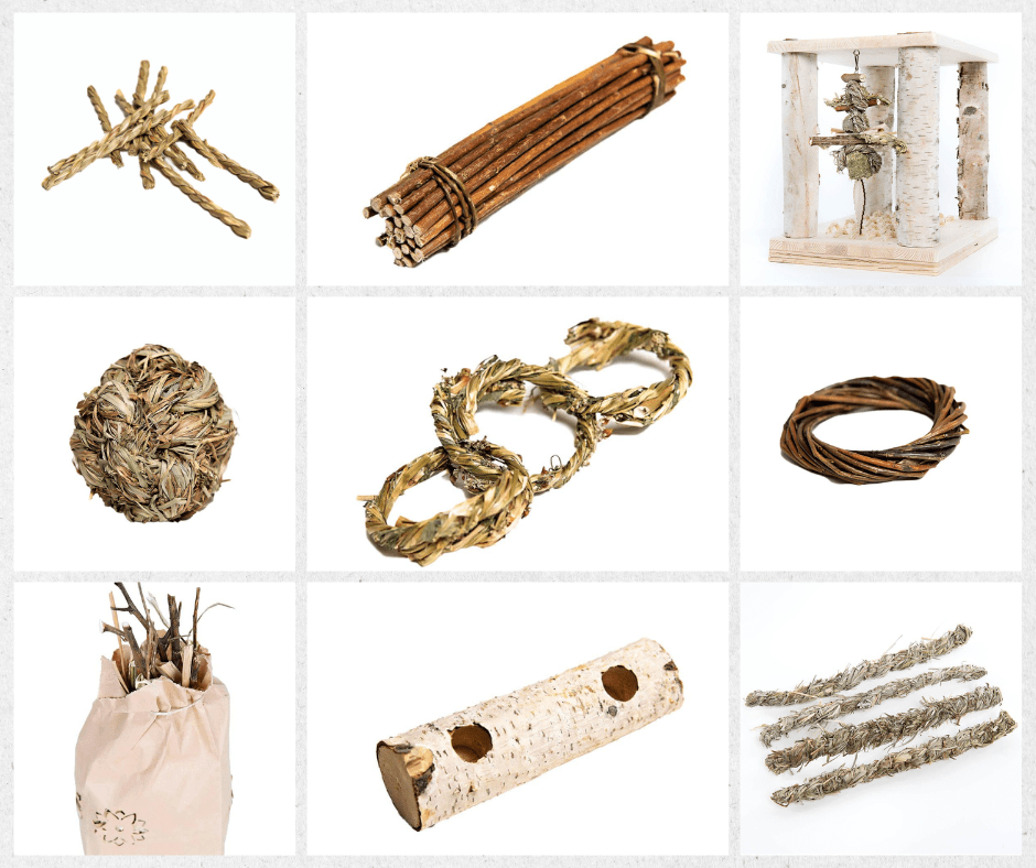 Guinea Pig Teeth Everything You Need To Know Small Pet Select Blogs