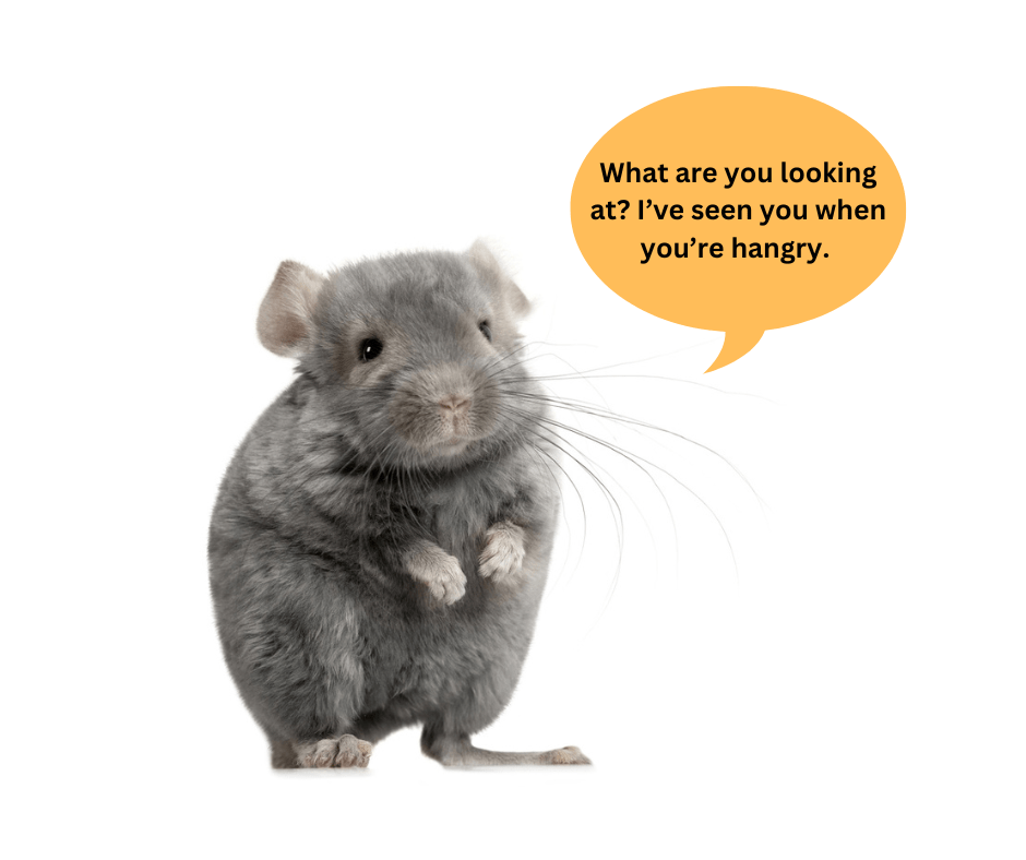 FAQ Why Do Chinchillas Bite? Small Pet Select Blogs Small Pet Select