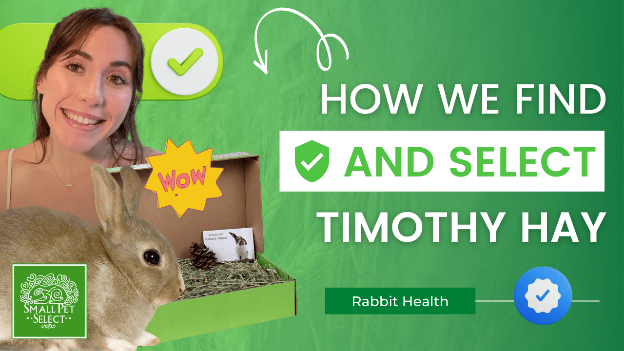How Do We Find & Select Timothy Hay? (Sourcing the BEST Rabbit Hay