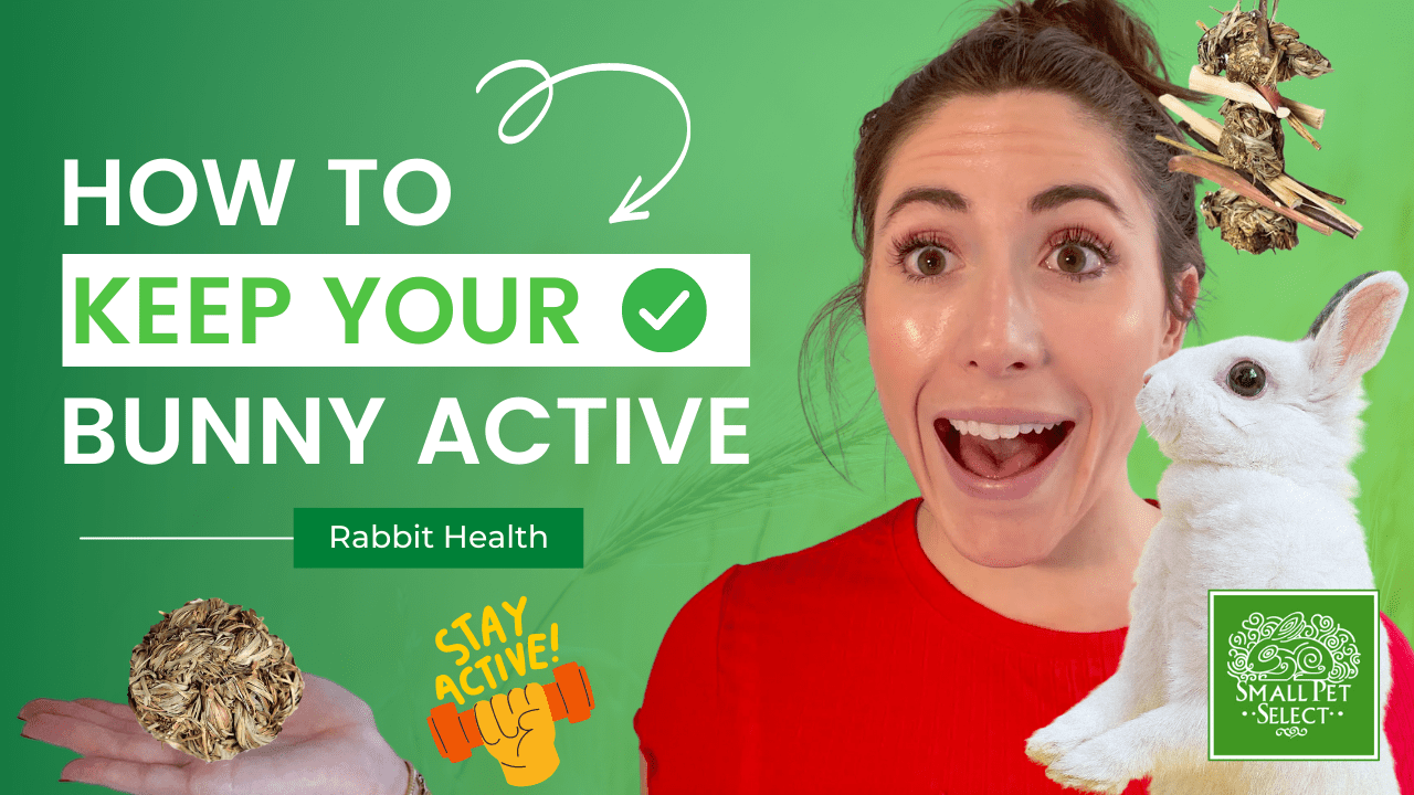 How To Keep Your Bunny Active (With Foraging & Hay Toys!) Small Pet