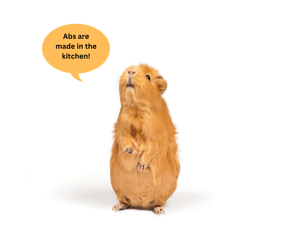 Guinea Pig Lifespan Factors That Influence How Long They Live Small