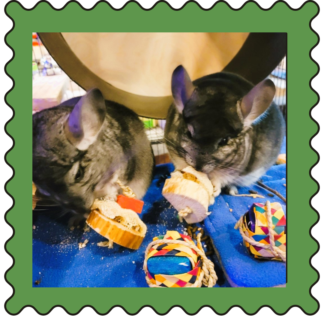 January 13, 2024 Weekly Cuties Small Pet Select