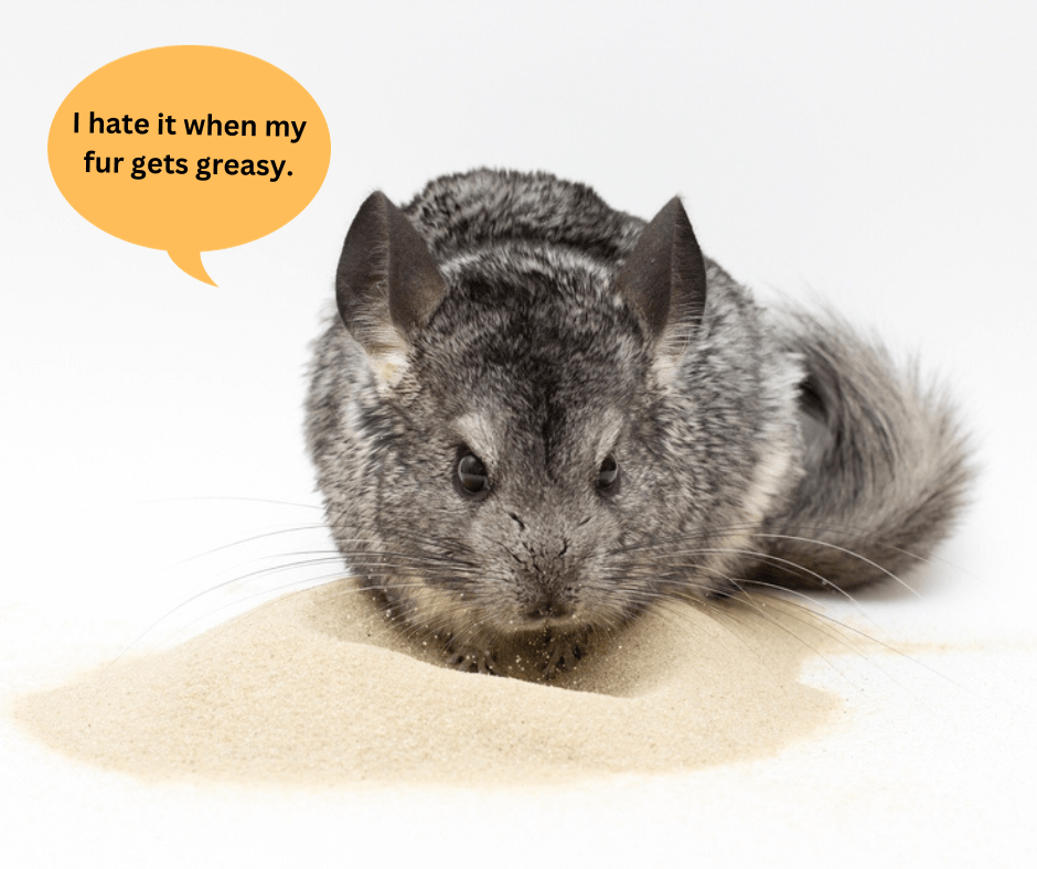 Chinchilla Adoption Everything You Need To Know Small Pet Select