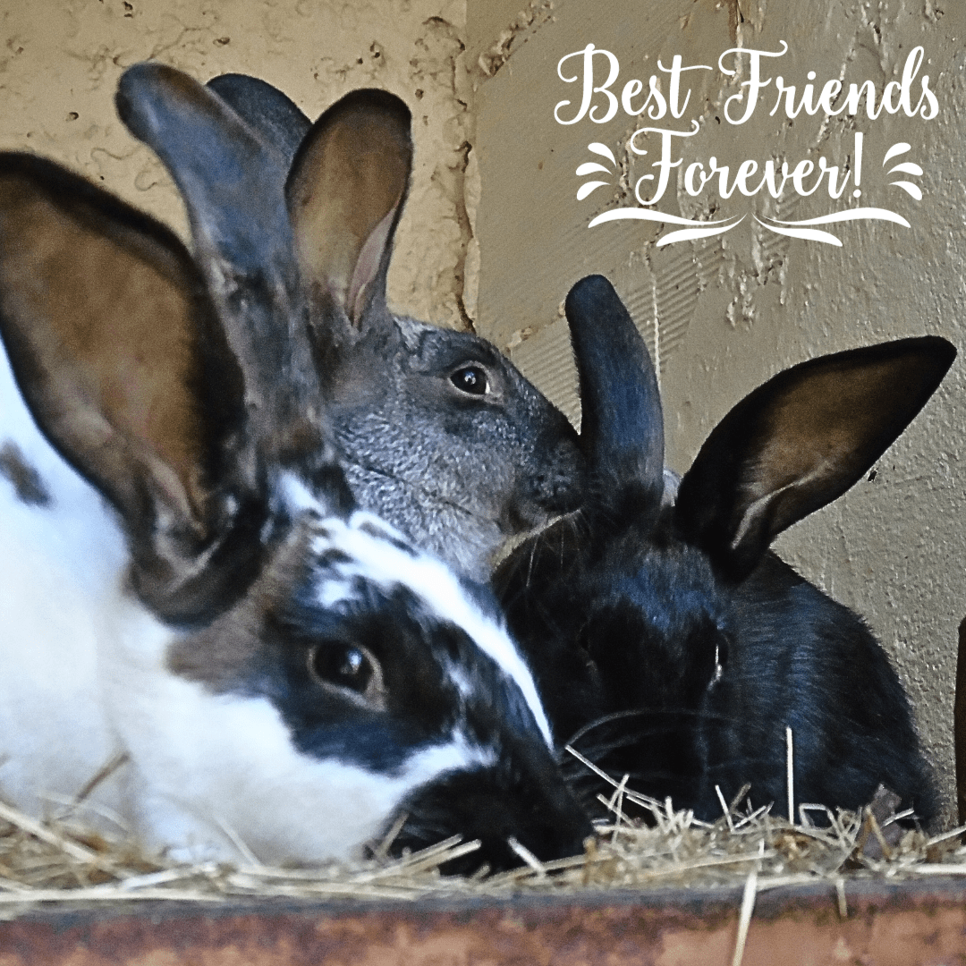 Three’s Company A Guide to Bonding a Trio of Bunnies Small Pet