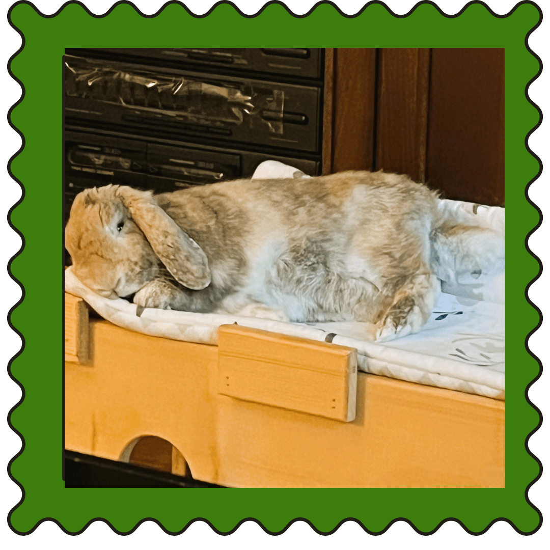 February 24, 2024 Weekly Cuties Small Pet Select