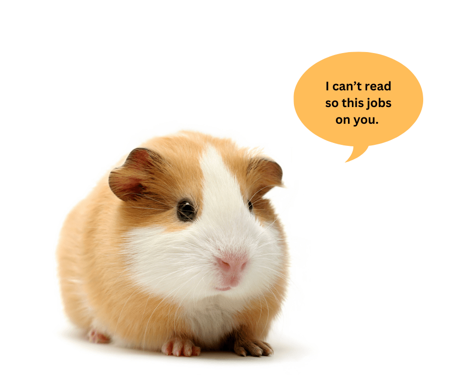 Guinea Pig Bedding What’s Best For Your Furry Friend? Small Pet