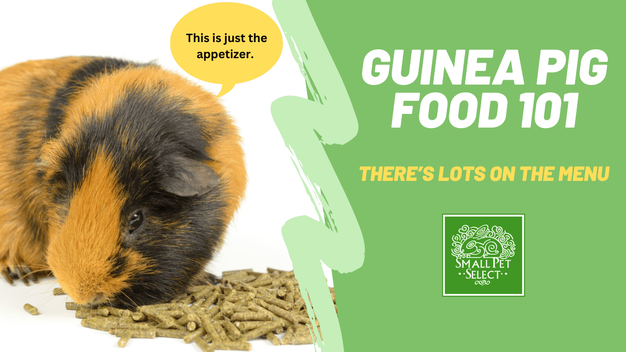 Guinea Pig Pellet Food 101: The Basics of a Balanced Diet | Small Pet