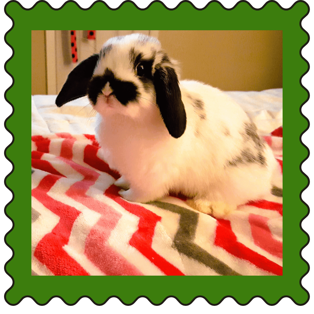 April 20 2024 Weekly Cuties Small Pet Select