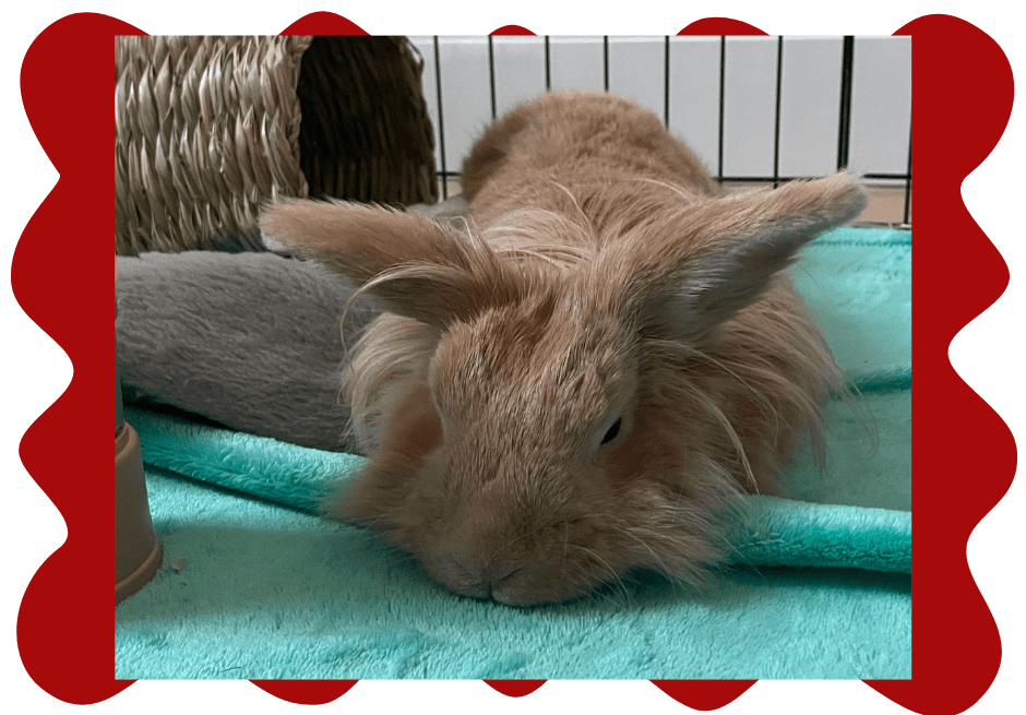 August 17th 2024 Weekly Cuties Small Pet Select