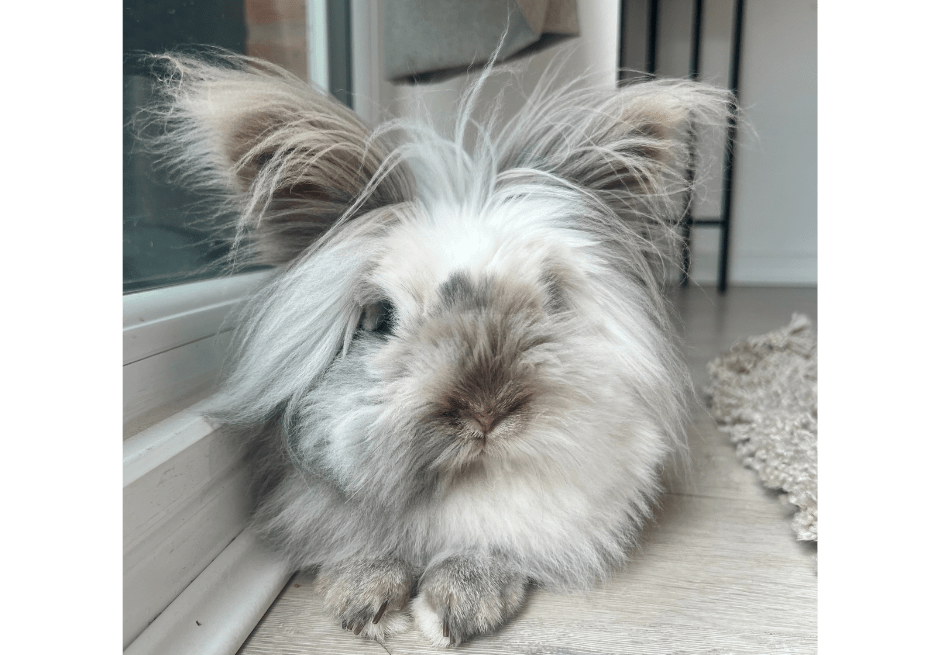 FreeRoaming Rabbits Benefits, Challenges, & Tips for Happy Bunnies