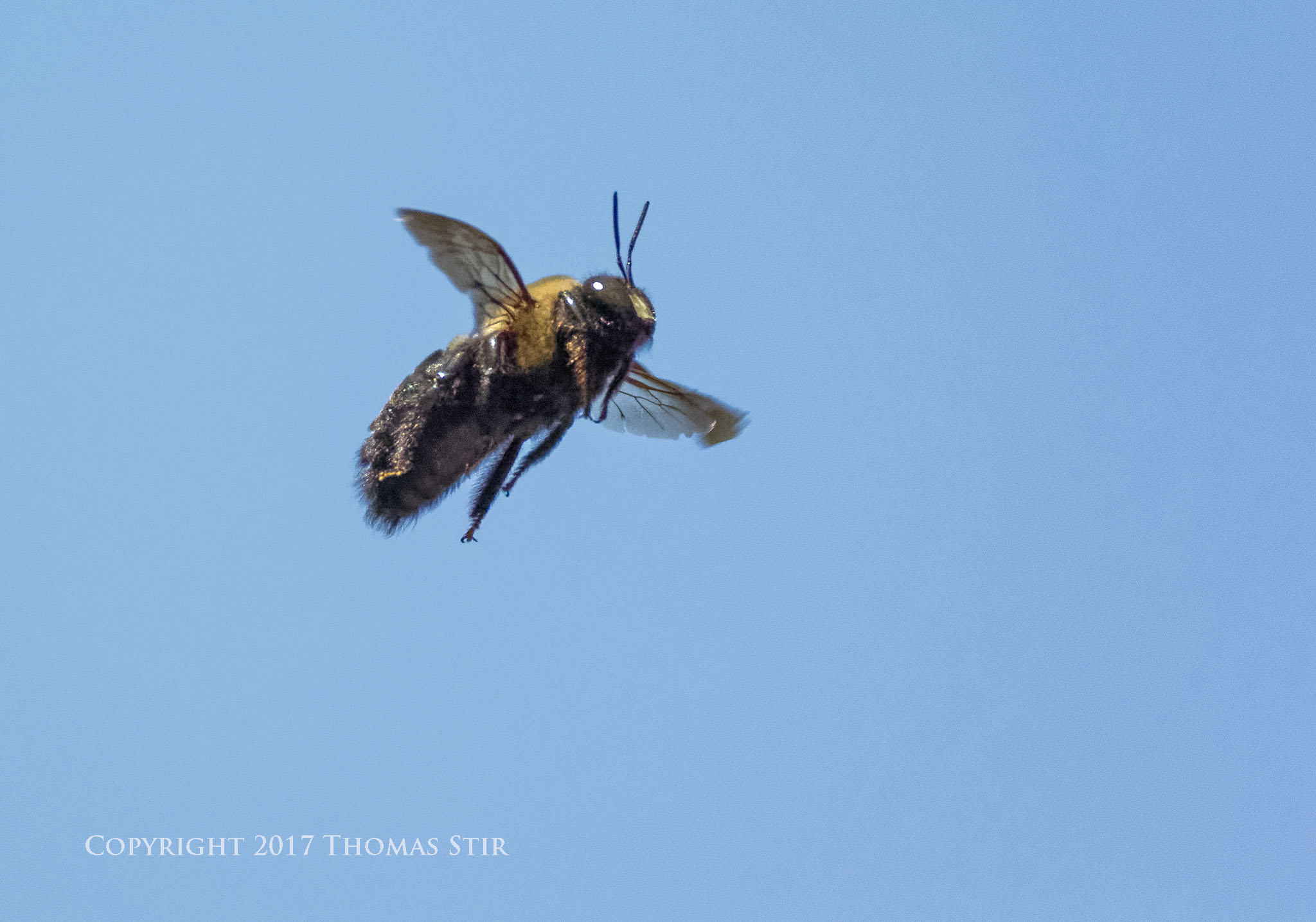 Photographing Bees InFlight HandHeld Small Sensor Photography by