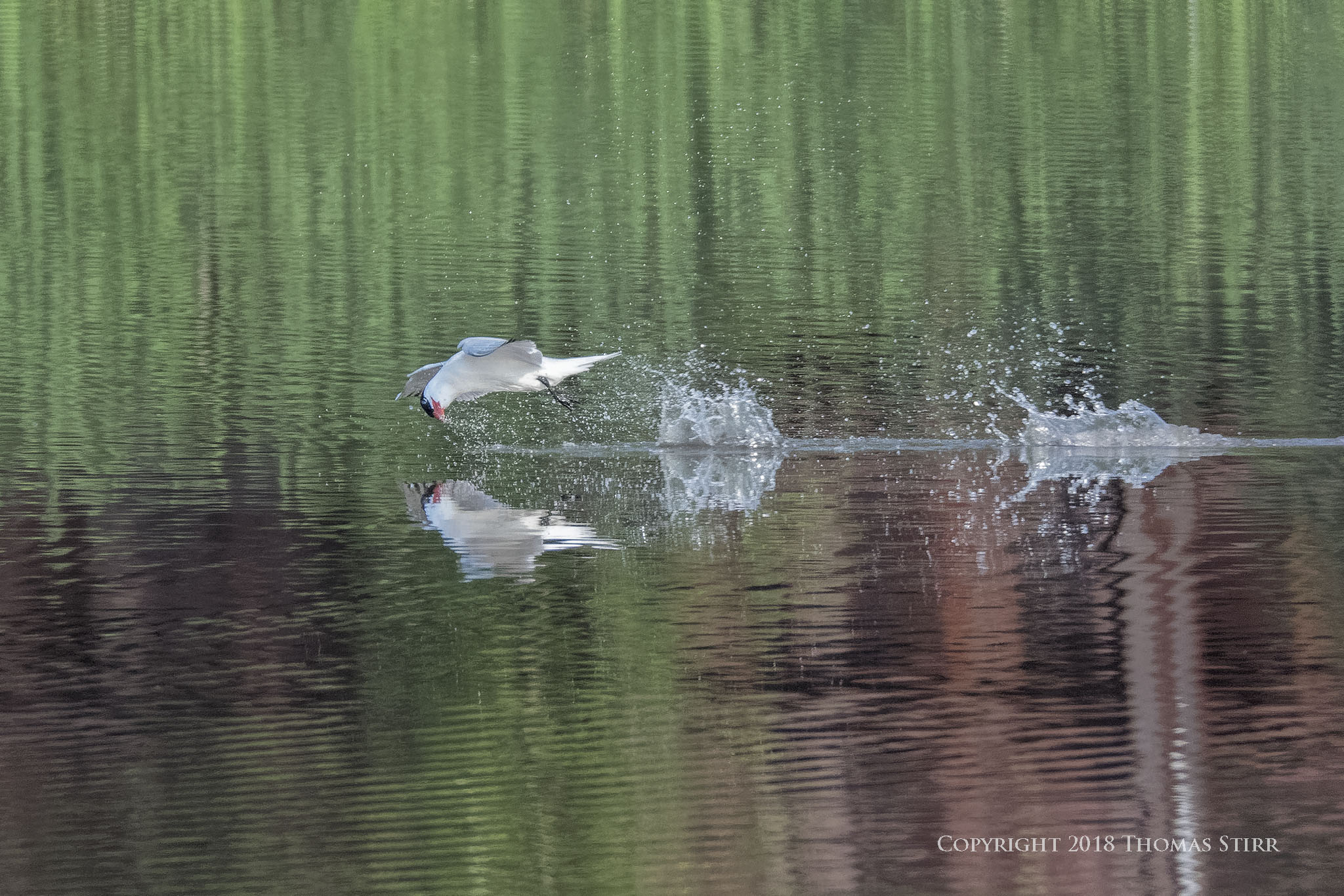 Tern Skim Fishing Small Sensor Photography by Thomas Stirr