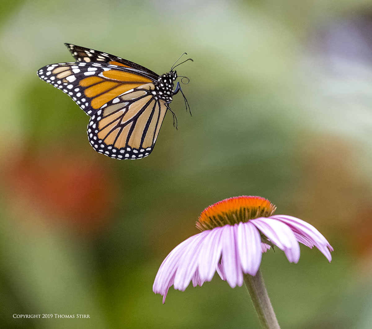 Wild Monarch Butterflies In Flight Small Sensor Photography by Thomas