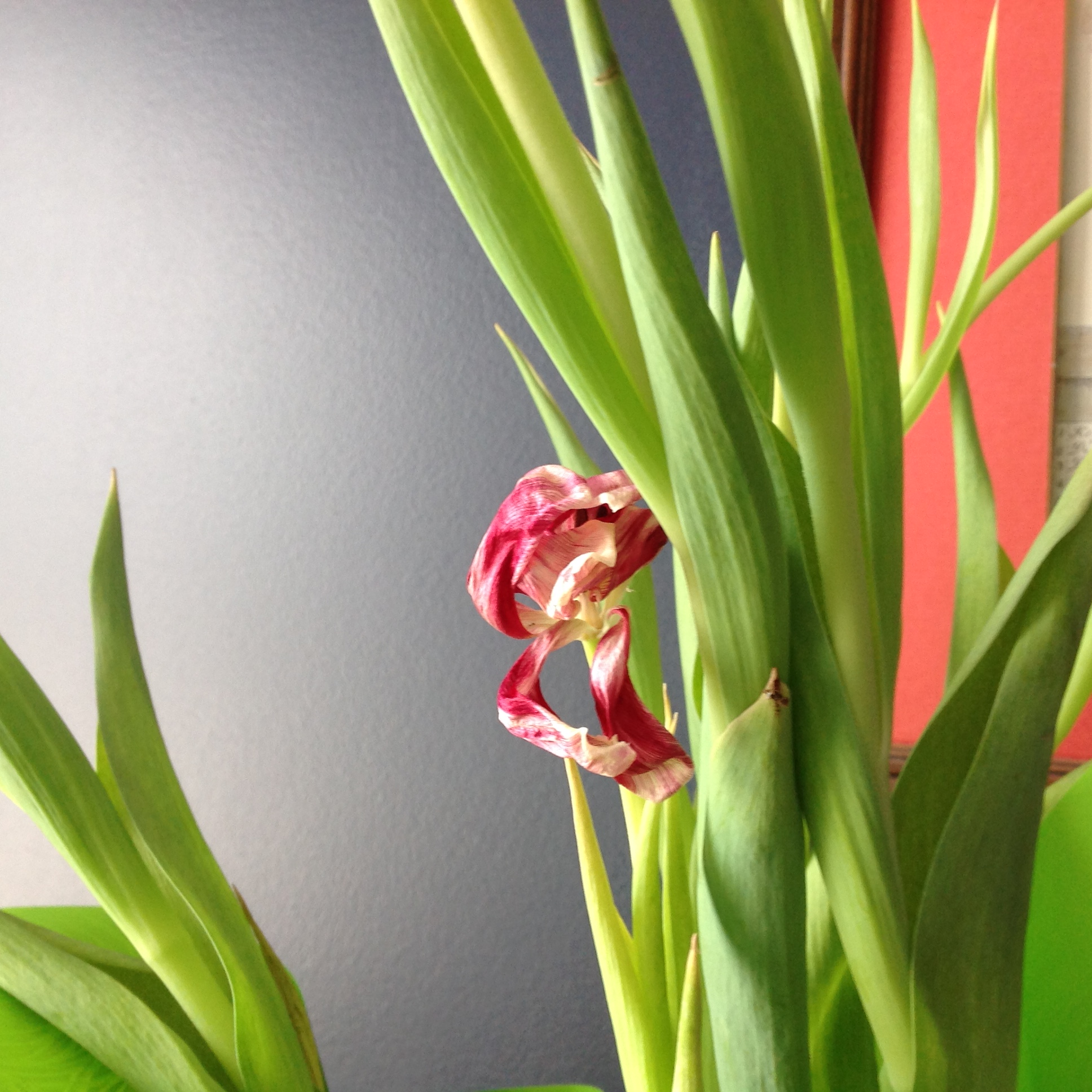 The flower fades small steps, big picture