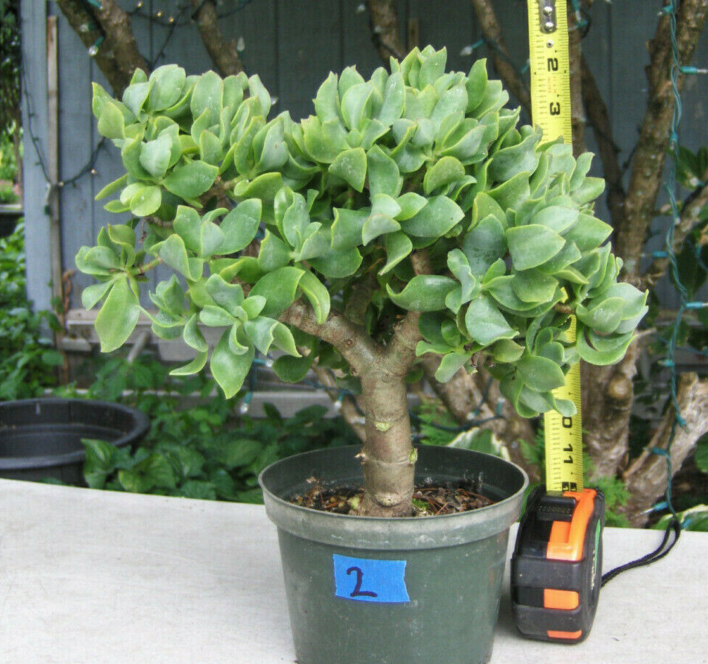 New Tree Ordered Jade Bonsai Tree SmallTreeLeaf