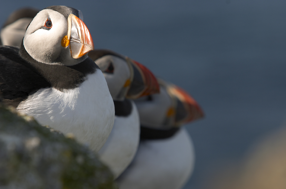 puffins Small World Images