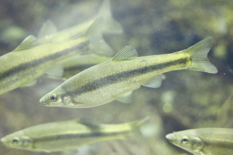 【川魚（淡水魚）の種類・図鑑】日本の魚は美しい！｜スモールズー