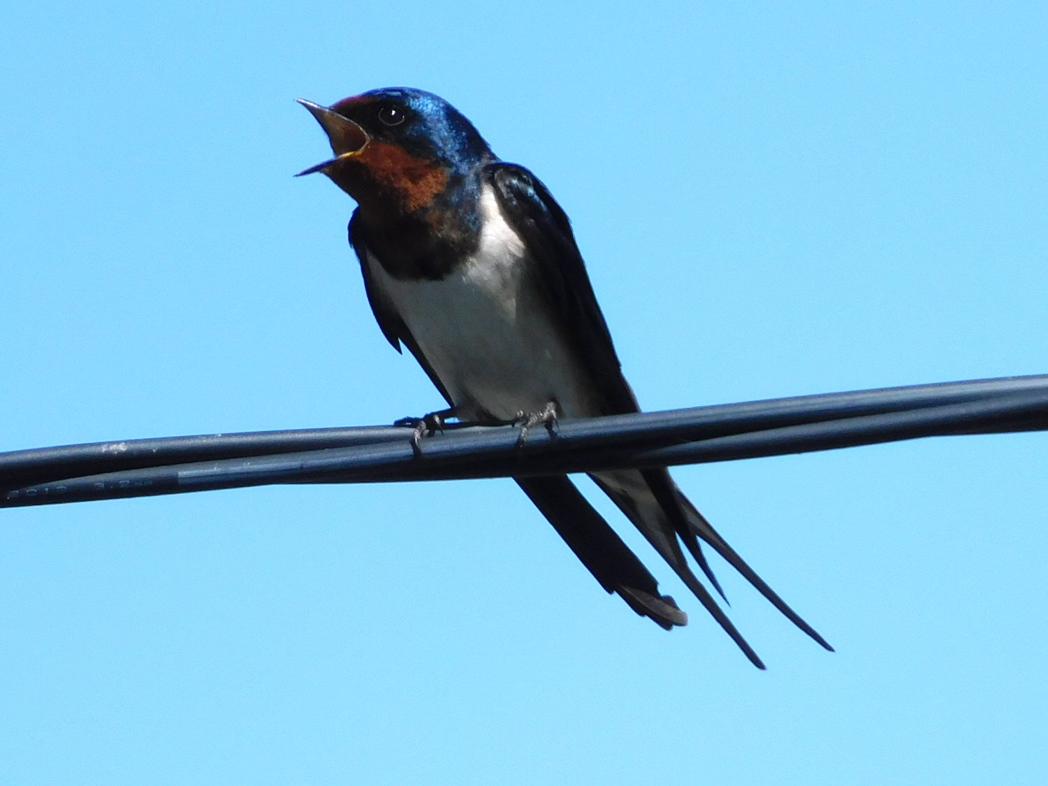 ツバメ ｜スモールズー