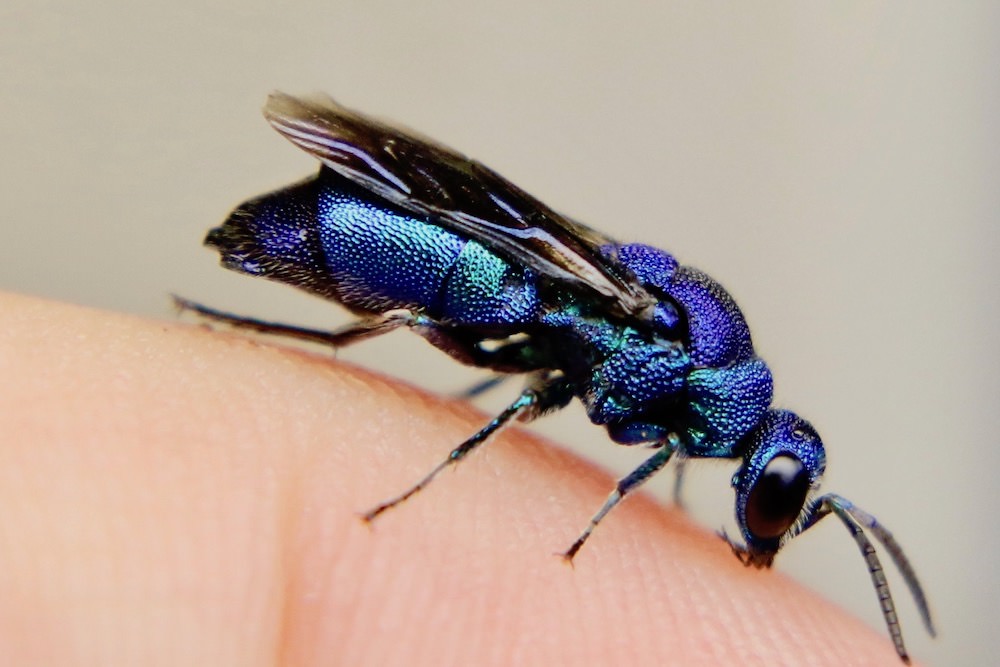 【セイボウ（青蜂）の種類・図鑑】飛ぶ宝石、宝石蜂の異名を持つ美しいハチ スモールズー