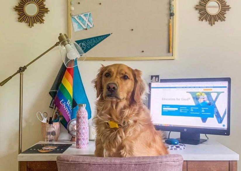 Walden University (Minneapolis, Minnesota, USA)