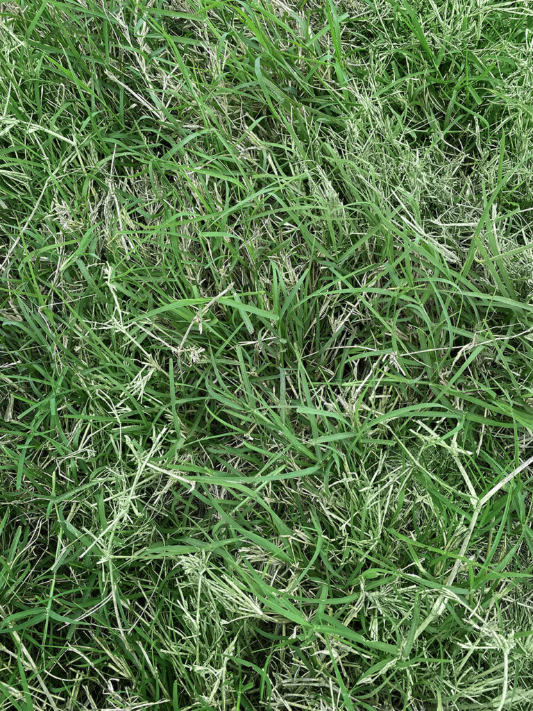 The best turf grass for legitimate Florida golf courses Smart Sod