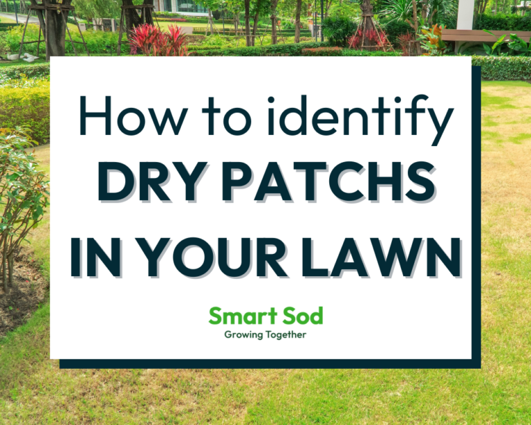 How to identify a dry patch in your lawn Smart Sod