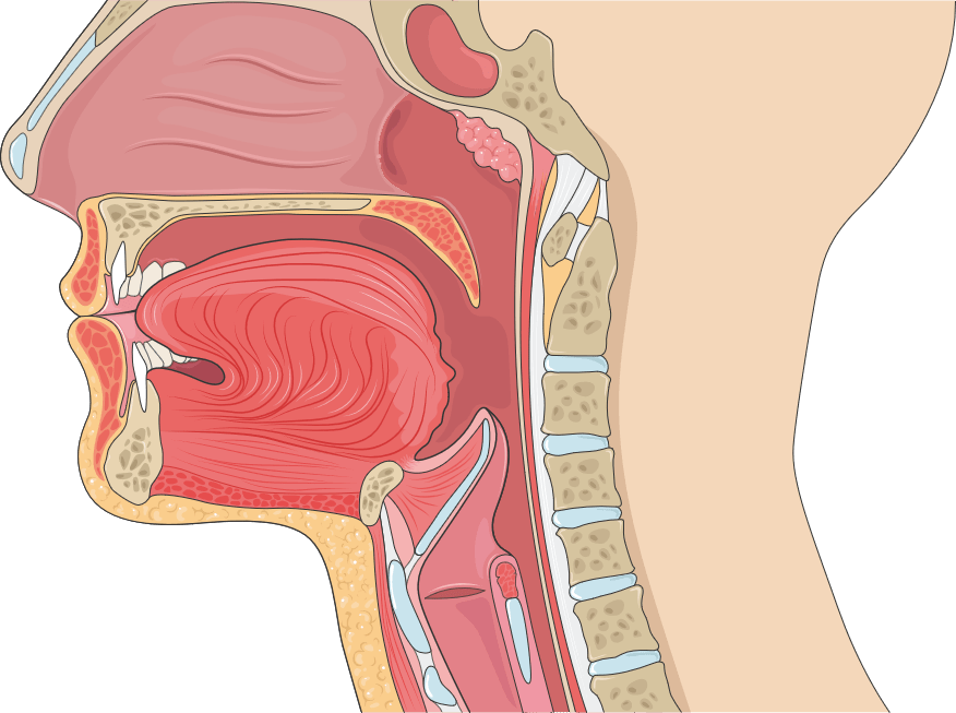 swallowingsystem Servier Medical Art