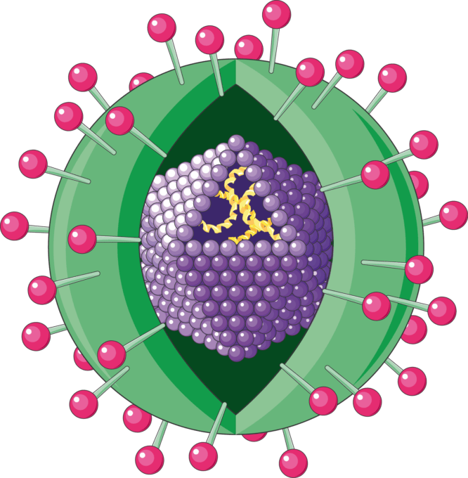 Hepatitis virus Servier Medical Art