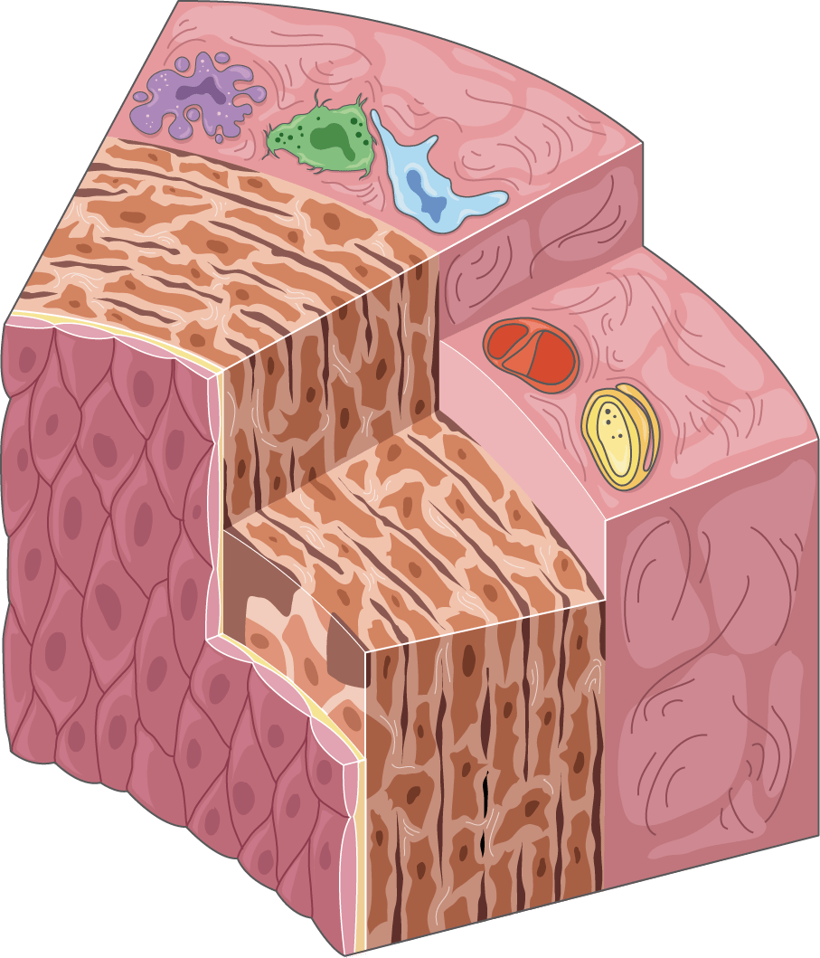 Arteries Page 3 of 9 Servier Medical Art