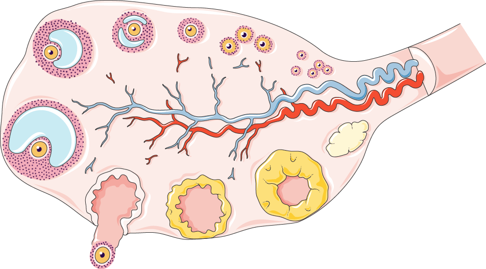 Female genitalia Archives Servier Medical Art