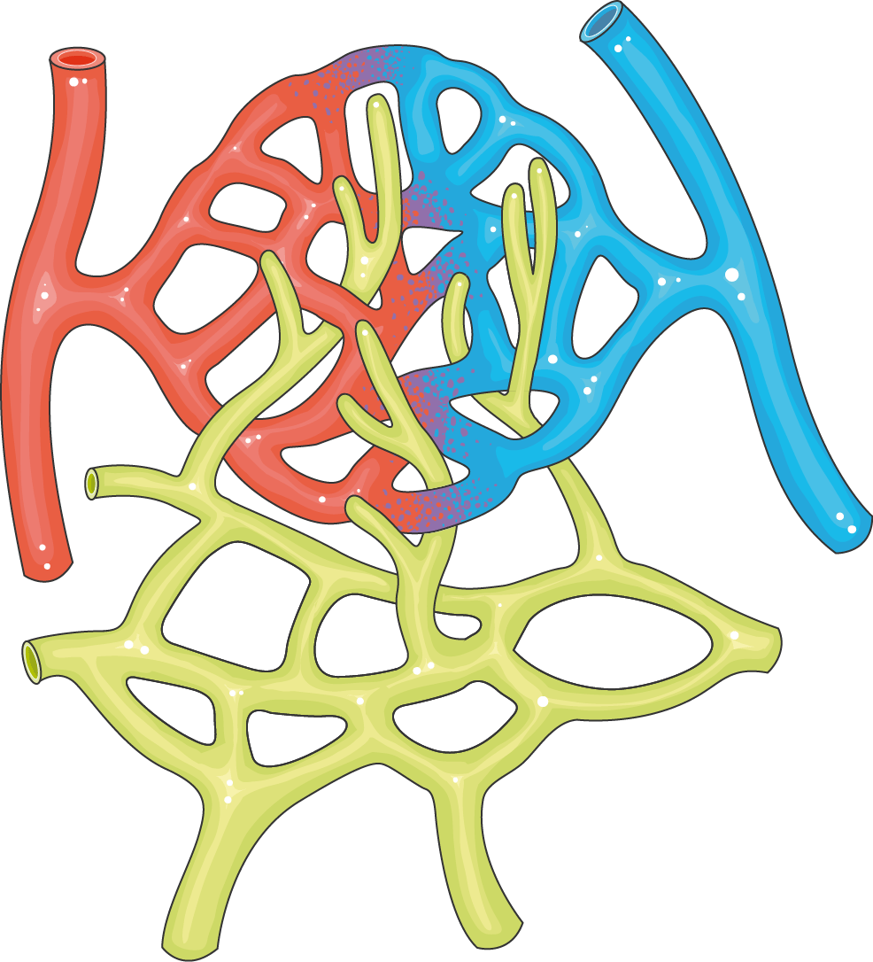 Capillaries Servier Medical Art