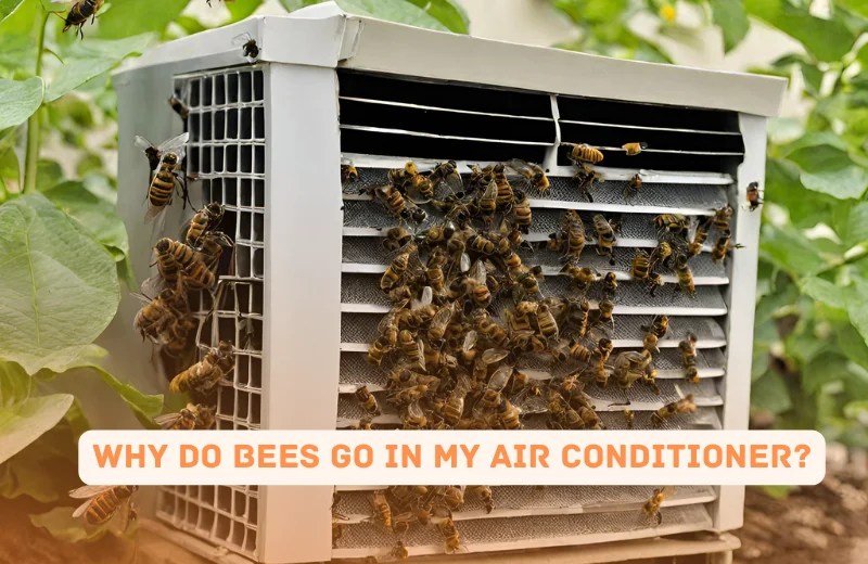 Why Are Bees Attracted To My Air Conditioner? How To Get Rid Of Them