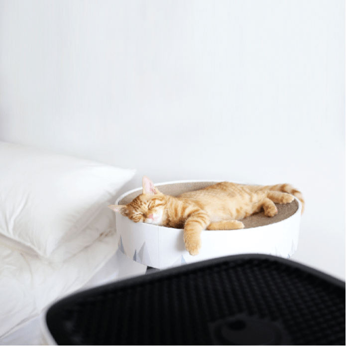 Three Reasons We Were Able to Make a Better Air Purifier Smart Air