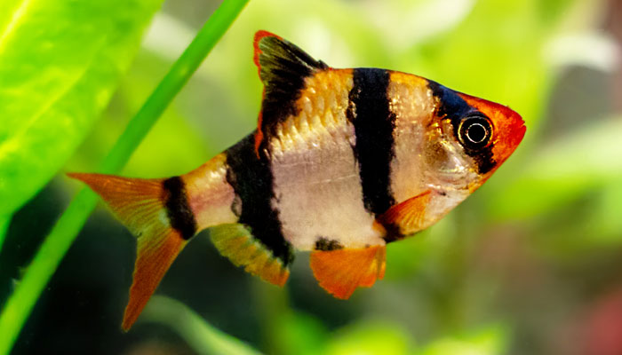 Guppy Fish And Tiger Barbs - Can You Keep Them In Same Aquarium?