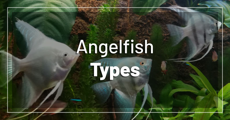 15 Angelfish Types You Should Know About