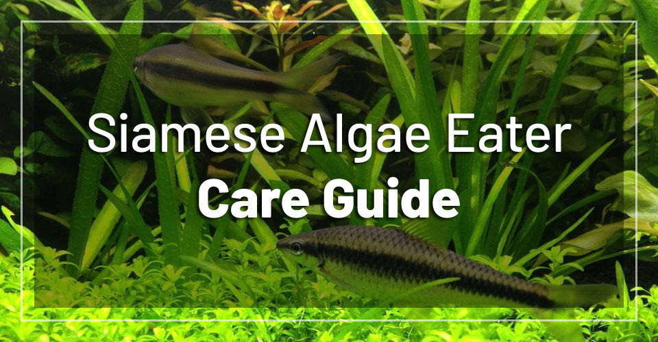 Siamese Algae Eater Care, Tank Mates, Feeding, Breeding