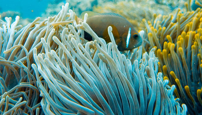15 Best Corals to Grow in a Reef Tank