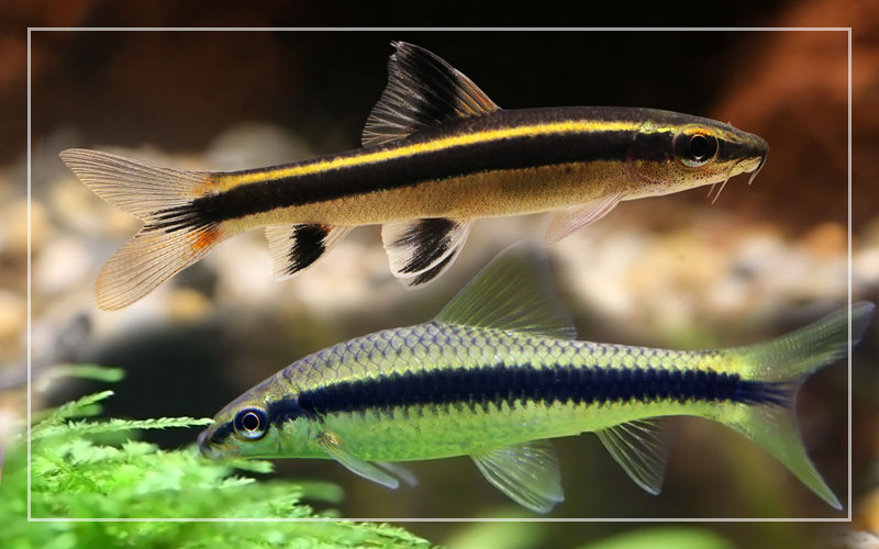 What Do Flying Fox Fish Eat at Pickens blog