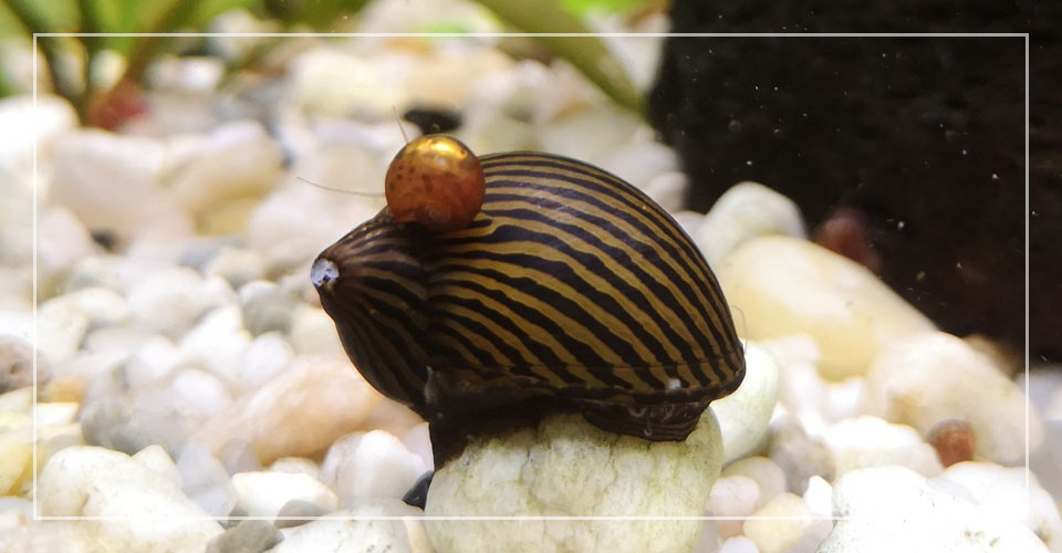 Nerite Snail Care, Feeding, Tank Mates & Breeding