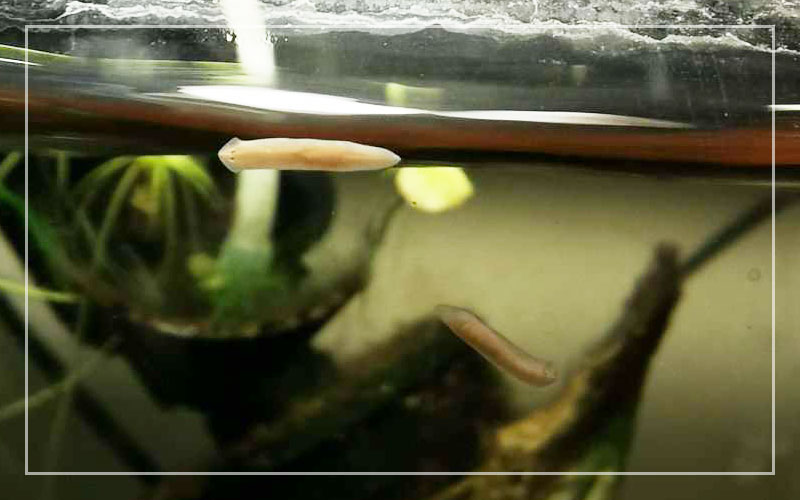 Planaria Flatworms in Fish Tanks Everything You Should Know