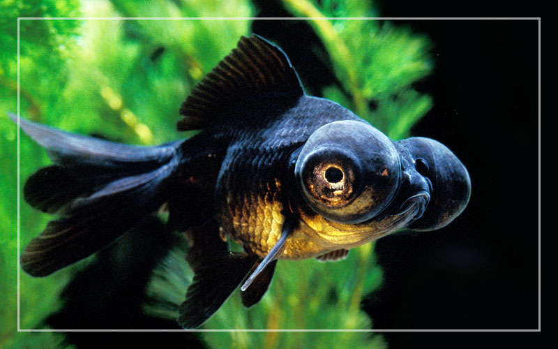 10 Black Freshwater Aquarium Fish (With Pictures)