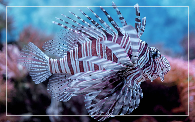 10 Snowflake Eel Tank Mates List of Compatible Species