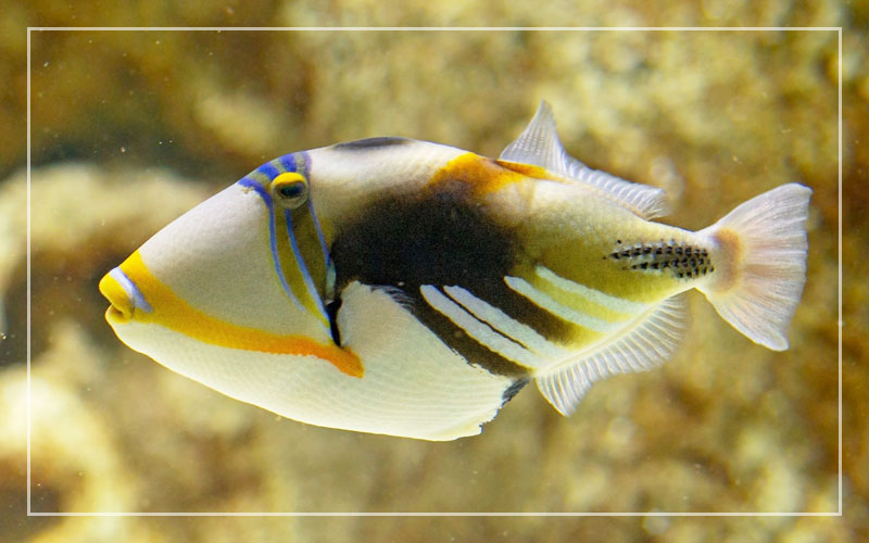 10 Snowflake Eel Tank Mates List of Compatible Species