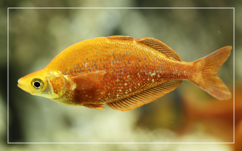 10 Bala Shark Tank Mates List of Compatible Species