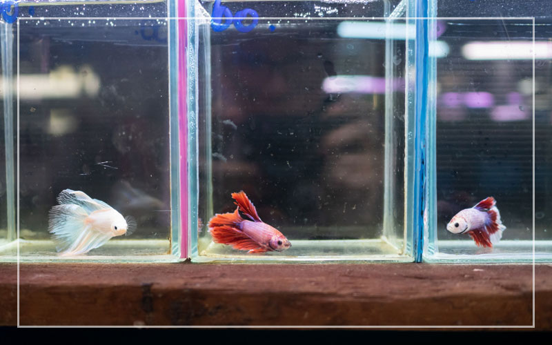 Are Betta Fish Good for Beginners? 5 Things You Should Know